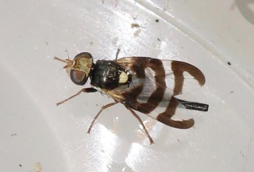 Réf. 322 410 : Urophora quadrifasciata